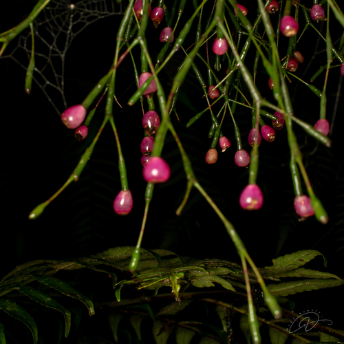 Drunkard's-dream (Hatiora salicornoides)