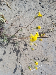 Senecio glaucus