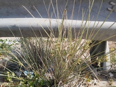 Cyperus conglomeratus
