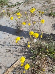 Senecio glaucus