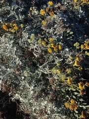 Constancea nevinii