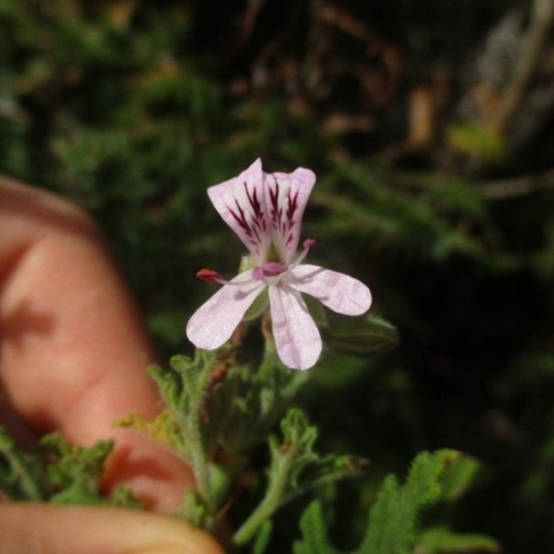 Sweet scented geranium