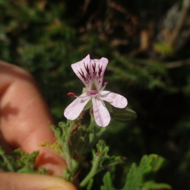 Rose-Scented Geranium (Pelargonium graveolens)