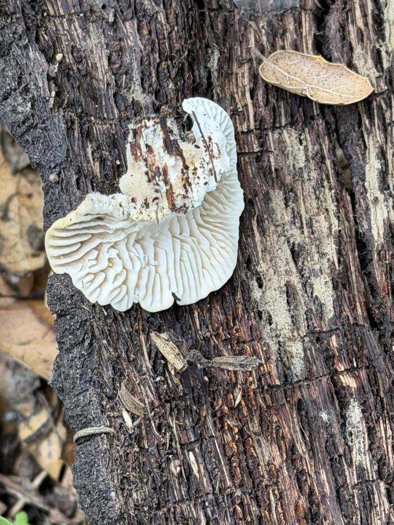 Trametes betulina · February 2026 · photo: © irinamitine (iNaturalist, cc-by)