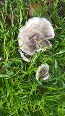 Fungi