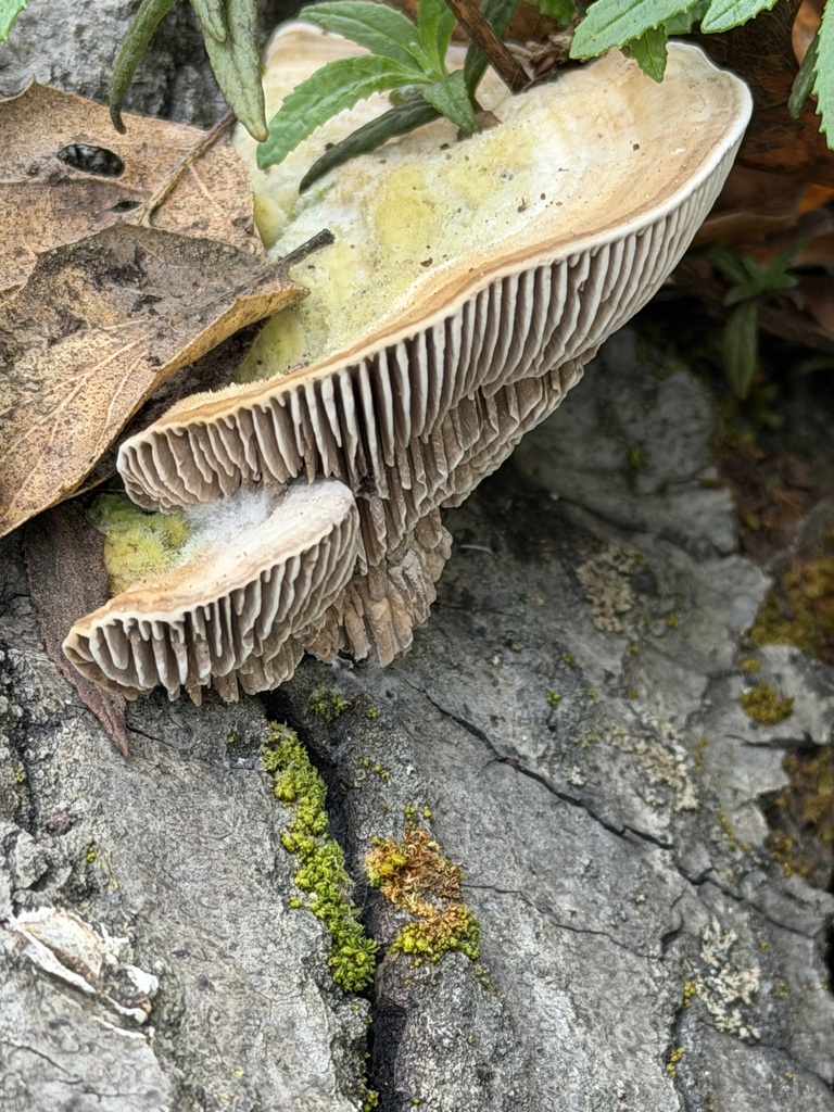 Trametes betulina · February 2026 · photo: © irinamitine (iNaturalist, cc-by)