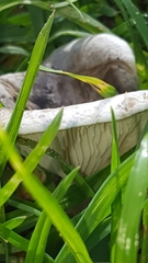 Agaricales