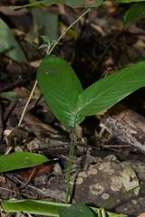 Stachyphrynium spicatum