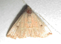 Eublemma gayneri