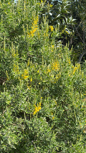 Leafy Broom (Genista stenopetala)