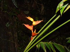 Heliconia spathocircinata, photograph (c) Gabriel Jovêncio Ribeiro, some rights reserved (CC BY)