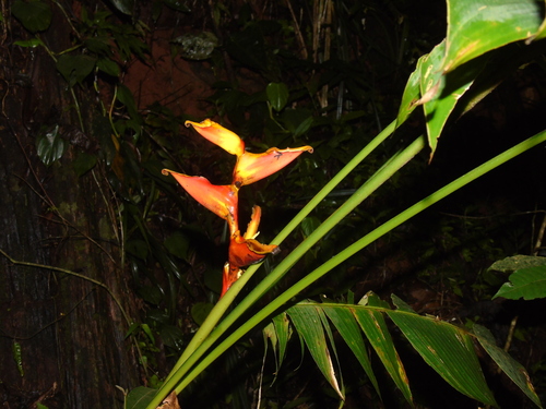 Heliconia spathocircinata, photograph 2
