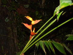 Heliconia spathocircinata, photograph (c) Gabriel Jovêncio Ribeiro, some rights reserved (CC BY)