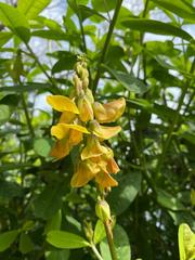Crotalaria assamica
