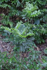 Ptaeroxylon obliquum