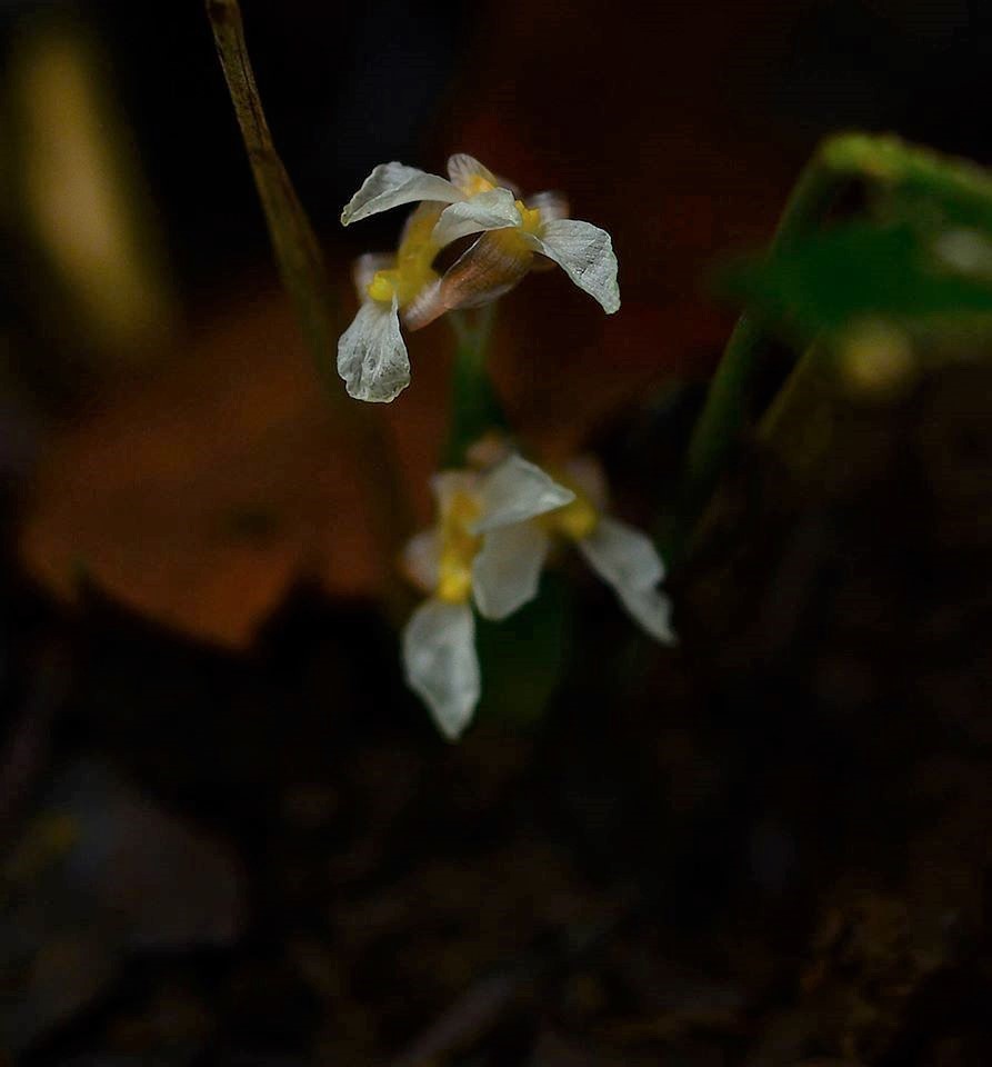 Stachyphrynium spicatum (Stachyphrynium spicatum)