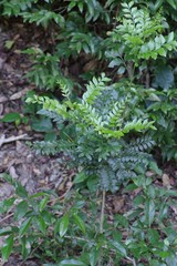 Ptaeroxylon obliquum