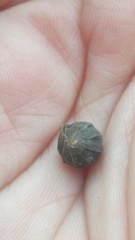 Armadillidium granulatum