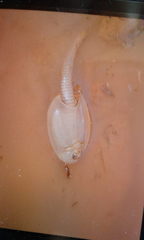 Triops granarius