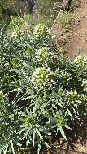 Echium brevirame, photograph 6