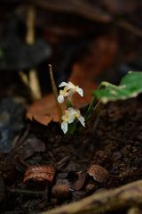 Stachyphrynium spicatum