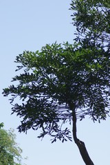 Cussonia sphaerocephala