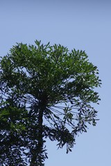 Cussonia sphaerocephala