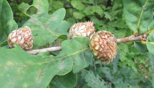 Oak Artichoke Gall Wasp