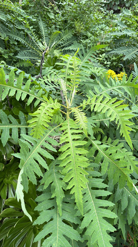 Sonchus palmensis, photograph 2