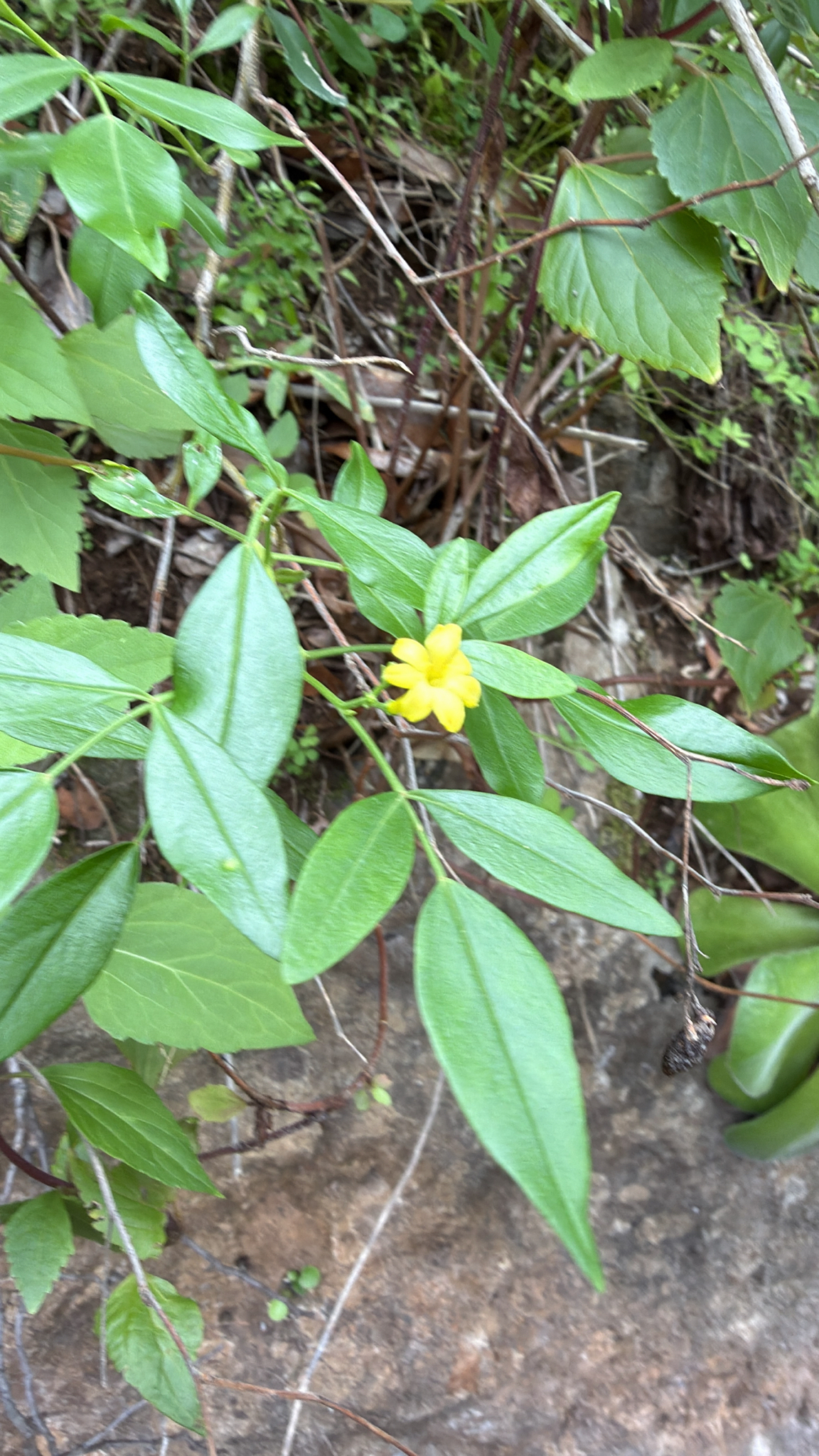 Fragrant Jasmine (Chrysojasminum odoratissimum)