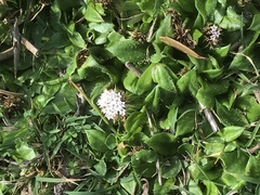 Nablonium calyceroides