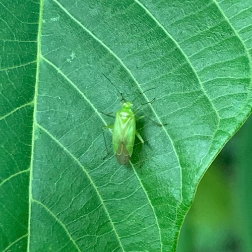Common Green Capsid, Voorveld OudeHaagseweg 51, Amsterdam, Nederland, photo 7 of 10