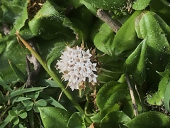 Nablonium calyceroides