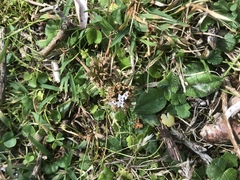 Nablonium calyceroides