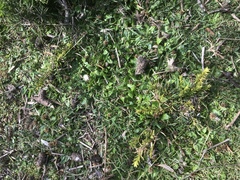 Nablonium calyceroides