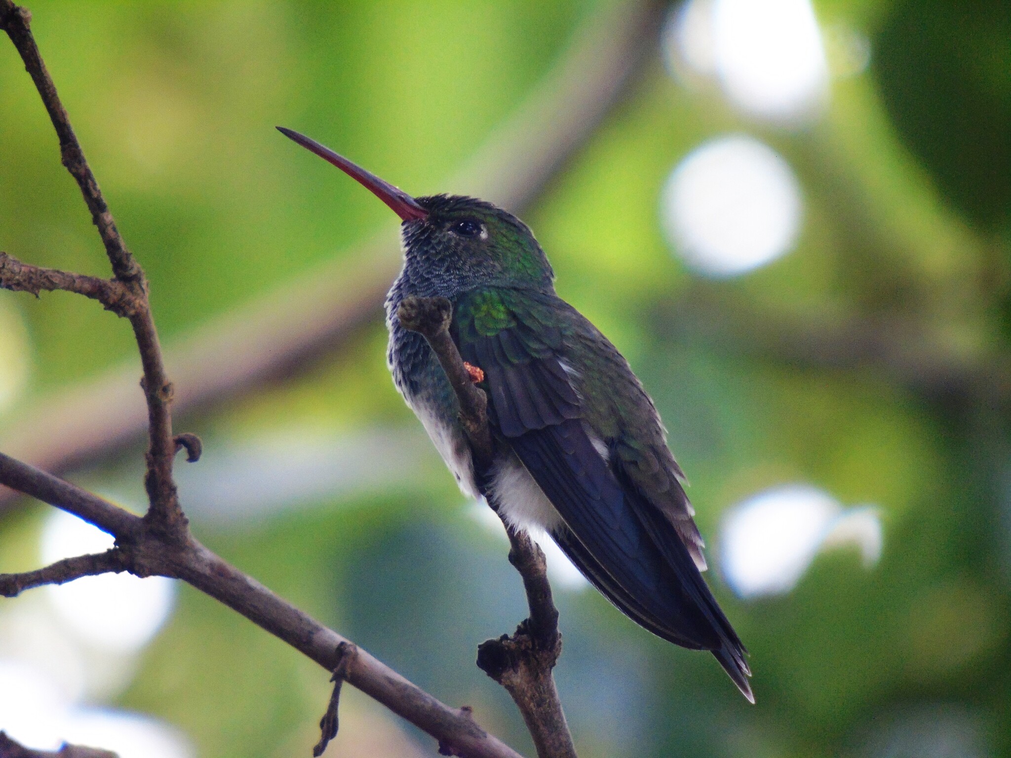 Glittering-throated Emerald (Chionomesa fimbriata), photo 2