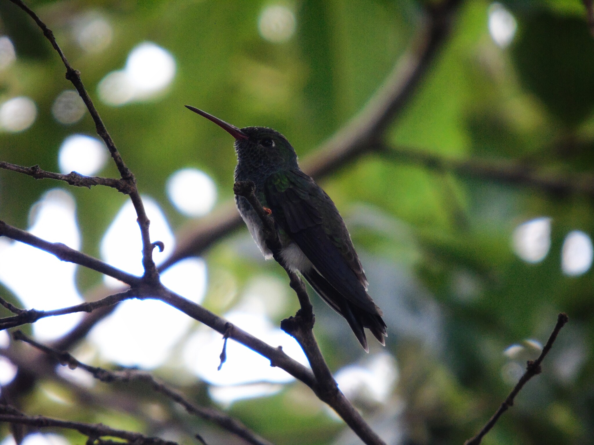 Glittering-throated Emerald (Chionomesa fimbriata), photo 3