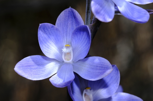 Scented Sun Orchid (Thelymitra aristata)