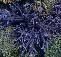 Acropora muricata