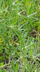 Angiospermae