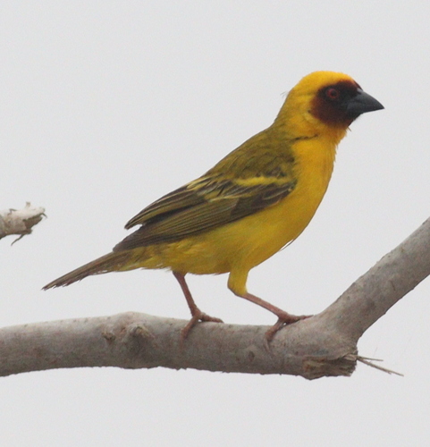 Rüppell's Weaver (Ploceus galbula), photo 2
