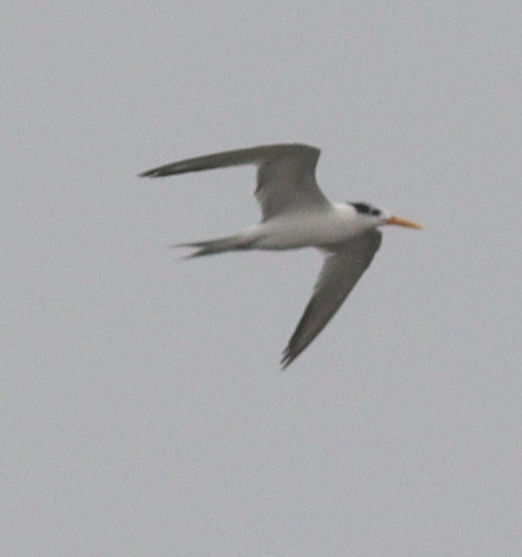 Lesser Crested Tern (Thalasseus bengalensis), photo 9
