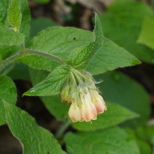 Tuberous comfrey (Symphytum tuberosum)