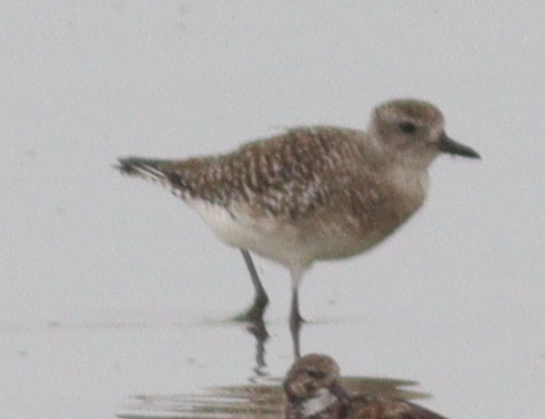 Black-bellied Plover