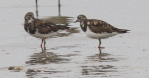 Ruddy Turnstone