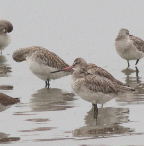 Bar-tailed Godwit