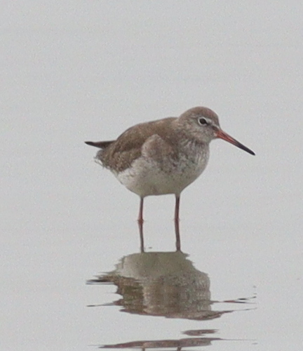 Common Redshank