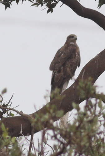 Black Kite