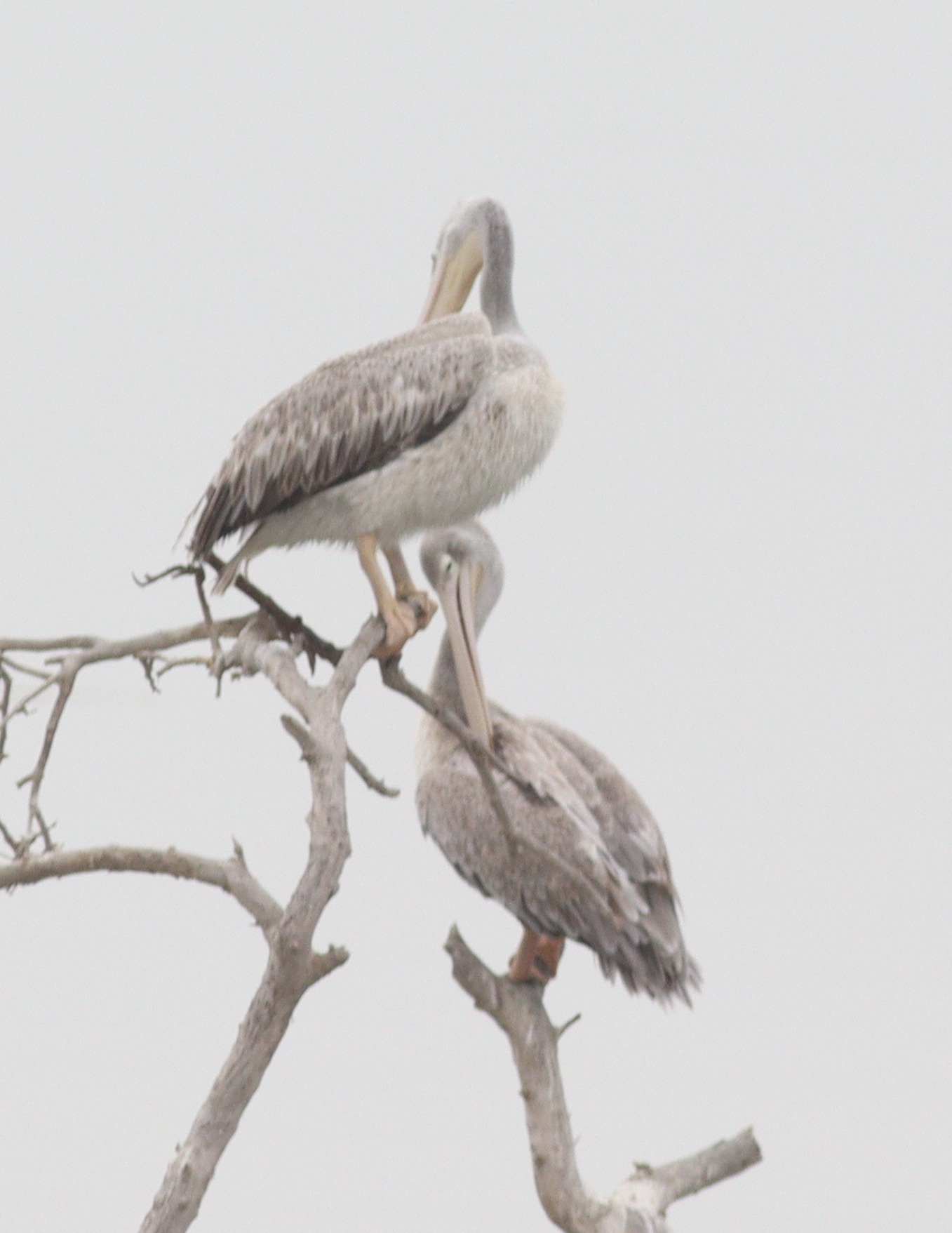 Pink-backed Pelican (Pelecanus rufescens), photo 1