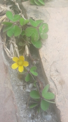 Oxalis corniculata